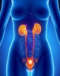 Ουρολόγοι Αρτέμιδα, Ουρολόγος Λούτσα, Ουρολογικό κέντρο Αρτέμιδα, Ανδρολόγος στη Λούτσα