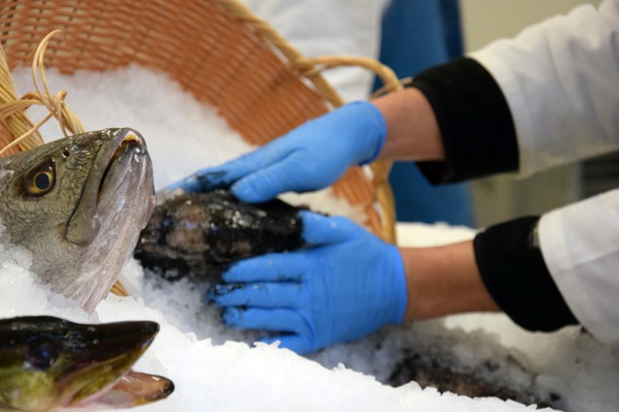 Φρέσκα ψάρια Χολαργός