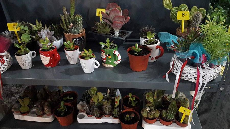 Άνθη Φυτά Παιανία, Φυτώρια Παιανία, Φυτώρια Γλυκά Νερά, Γλάστρες Παιανία, Φυτά εσωτερικού χώρου Παιανία, Φυτόχωμα Παιανία, Δενδρύλλια Παιανία