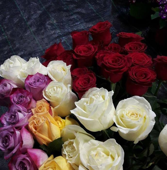 Άνθη Φυτά Παιανία, Φυτώρια Παιανία, Φυτώρια Γλυκά Νερά, Καλλωπιστικά φυτά Παιανία, Λιπάσματα Παιανία, Γκαζόν Παιανία