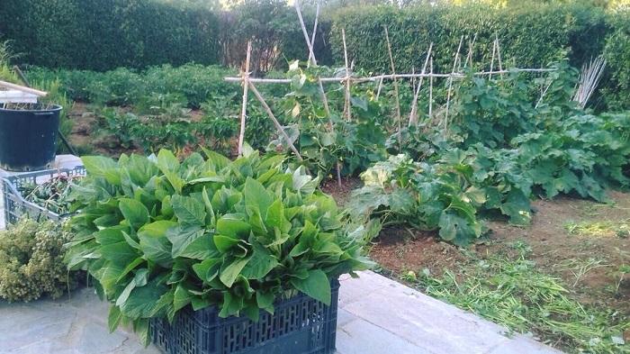 Μεζεδοπωλείο Νέα Μάκρη, ταβέρνα Νέα Μάκρη, εστιατόριο Νέα Μάκρη, εστιατόρια Νέα Μάκρη