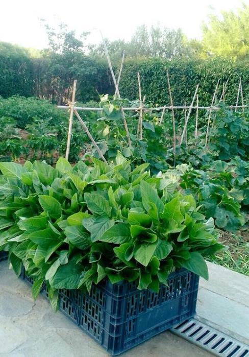 Μεζεδοπωλείο Νέα Μάκρη, μεζεδοπωλεία Νέα Μάκρη, εστιατόριο Νέα Μάκρη, εστιατόρια Νέα Μάκρη, ταβέρνα Νέα Μάκρη