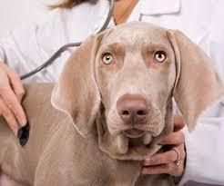 Κτηνίατρος Νέο Ηράκλειο, Κτηνίατροι Νέο Ηράκλειο, Κτηνιατρείο Νέο Ηράκλειο