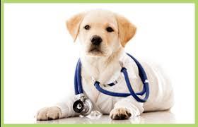 Κτηνίατρος Νέο Ηράκλειο, Κτηνίατροι Νέο Ηράκλειο, Κτηνιατρείο Νέο Ηράκλειο