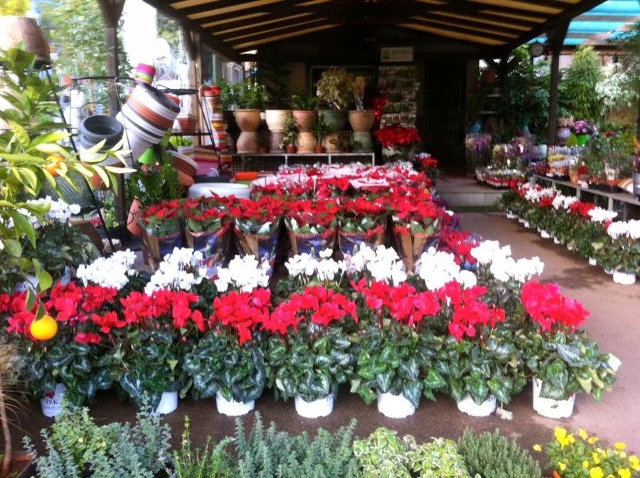 Φυτώριο λουλουδιών Βάρη, Φυτώριο Νότια Προάστια, Μεσογειακά φυτά Βάρη, Κακτοειδή Βάρη, Φυτοφάρμακα Βάρη