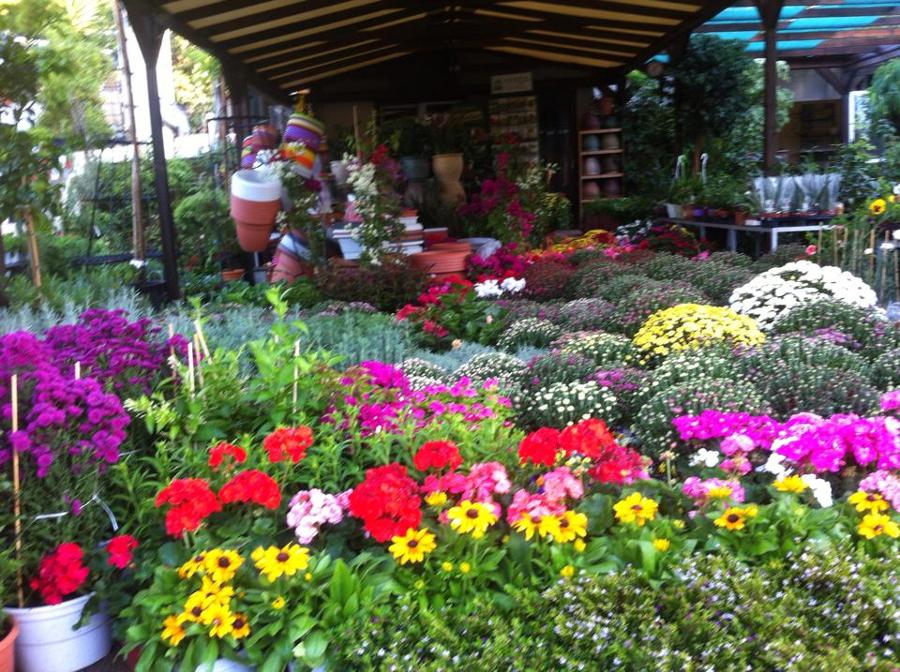 Φυτώρια λουλουδιών Βάρη, Φυτώρια Νότια Προάστια, Αναρριχώμενα φυτά Βάρη, Γλάστρες Βάρη, Λιπάσματα Βάρη, Οπωροφόρα Δέντρα Βάρη