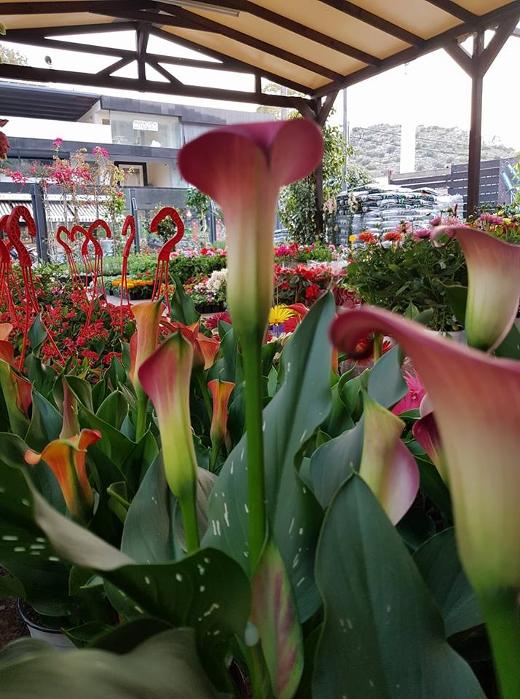 Φυτώριο Βάρη, Φυτώρια Βούλα, Άνθη φυτά λουλούδια Βάρη, Βούλα, Κακτοειδή Νότια Προάστια, Φυτοφάρμακα Νότια Προάστια