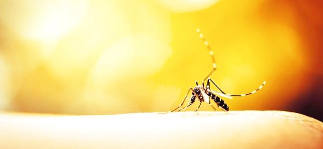 Αντικουνουπικά προϊόντα Μαρούσι