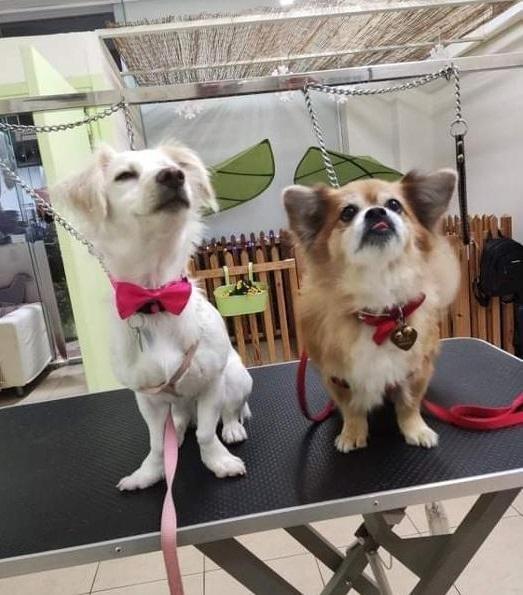 Η Χαρά του Σκύλου