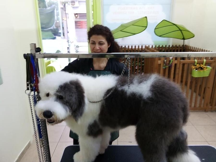 Κομμωτήριο Σκύλων, Grooming Κατοικίδιων Παλαιό Φάληρο