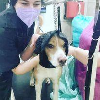 Κομμωτήριο Σκύλων Παλαιό Φάληρο, Pet Grooming