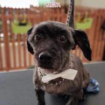 ΚΟΜΜΩΤΗΡΙΑ ΣΚΥΛΩΝ ΠΑΛΑΙΟ ΦΑΛΗΡΟ, Κομμωτήριο Σκύλων Παλαιό Φάληρο Pet Grooming Παλαιό Φάληρο