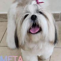 Pet grooming Παλαιό Φάληρο, κούρεμα σκύλου Παλαιό Φάληρο, κόψιμο νυχιών σκύλου Παλαιό Φάληρο, μπάνιο σκύλου Παλαιό Φάληρο, περιποίηση σκύλου Παλαιό Φάληρο,
