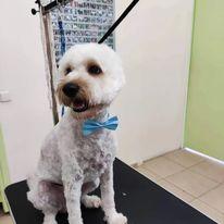 Καθαρισμός αυτιών σκύλων Παλαιό Φάληρο, καλλωπισμός μικρών ζωών Παλαιό Φάληρο