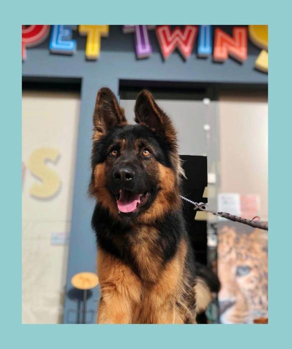 Pet Twins, Κομμωτήριο Σκύλων Βούλα, Βουλιαγμένη, Pet Grooming, Καλλωπισμός Σκύλων, Pet Groomer, Μπάνιο Σκύλου, Περιποίηση Ζώων Συντροφιάς Βούλα Βουλιαγμένη