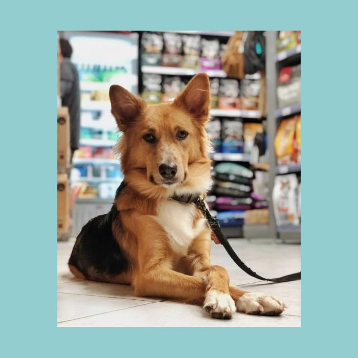 PET GROOMING ΒΟΥΛΙΑΓΜΕΝΗ, ΒΟΥΛΑ: Pet Twins, Κομμωτήριο Zώων Βούλα, Βουλιαγμένη