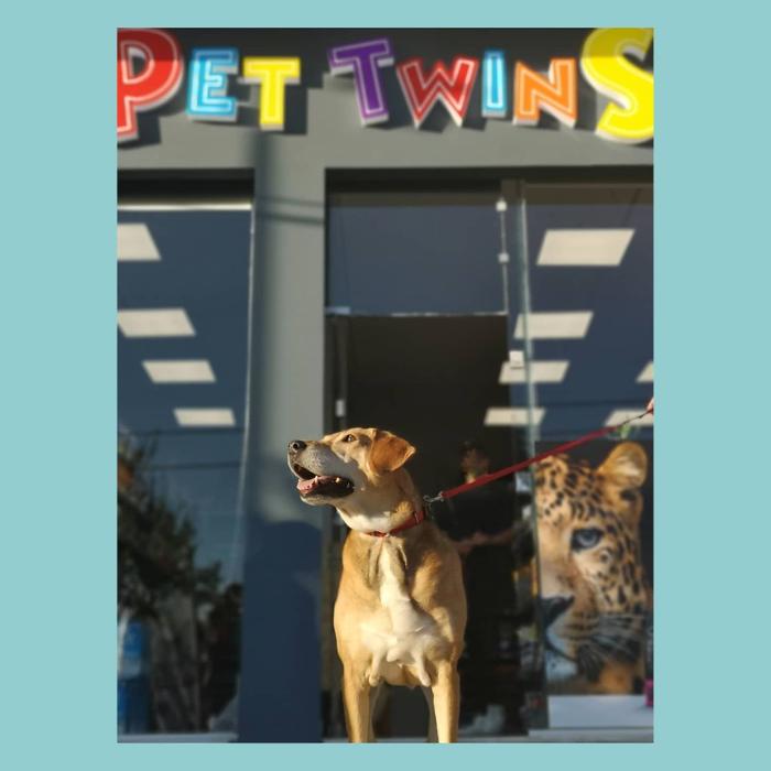 Το pet grooming, κομμωτήριο σκύλων Pet Twins αναλαμβάνει καλλωπισμό ζώων, μπάνιο σκύλου, μπάνιο γάτας, κούρεμα σκύλου, κούρεμα γάτας, καλλωπισμός σκύλων, περιποίηση σκύλων, περιποίηση γάτας, περιποίηση ζώων συντροφιάς, pet groomer, pet grooming  κ.α. εξυπηρετώντας Βούλα, Βουλιαγμένη κ.α.