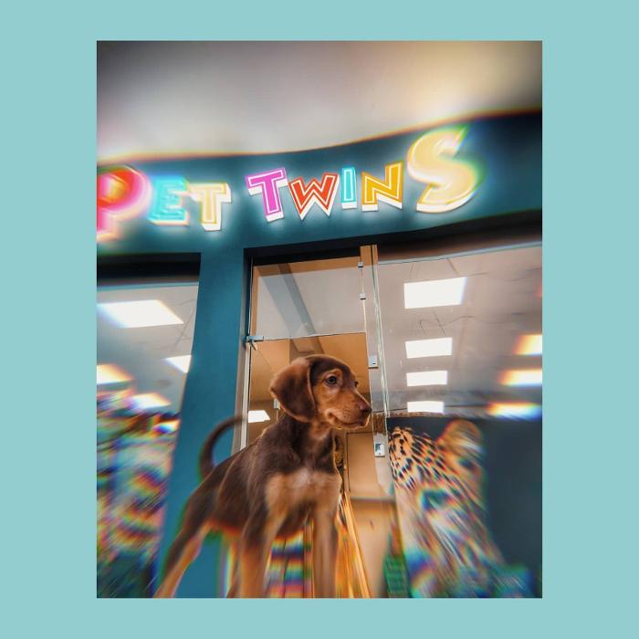 Κούρεμα σκύλου Βούλα, Stripping, Κούρεμα φυλής Βουλιαγμένη, Κούρεμα με μηχανή