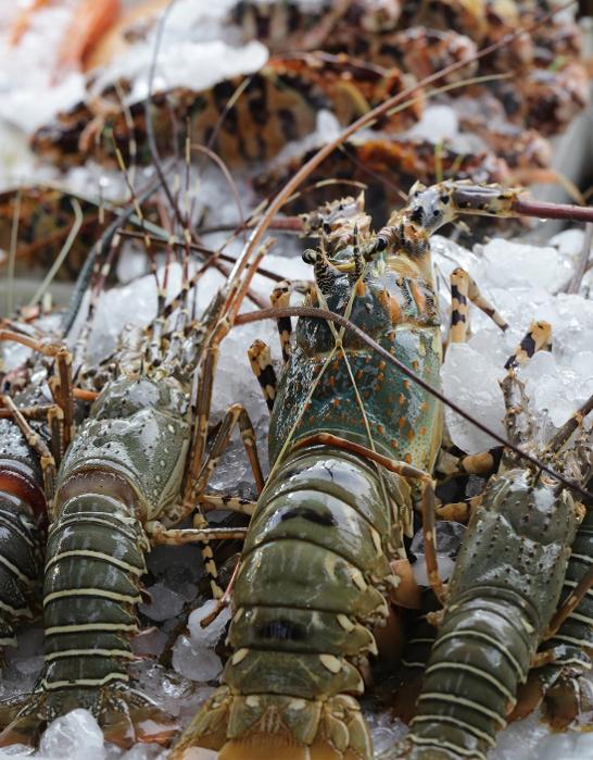 Φρέσκα θαλασσινά Παγκράτι, Ιχθυοπωλείο Παγκράτι, Ψαράδικο, Φρέσκα ψάρια, Ψάρια ημέρας, Οστρακοειδή