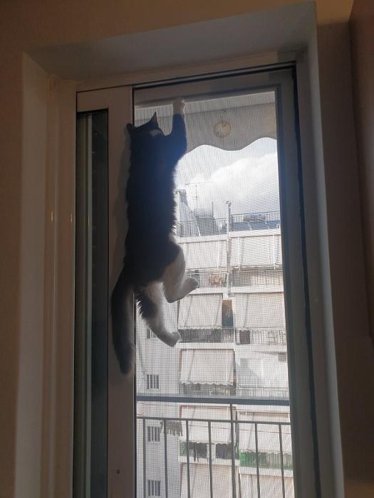 Σίτα Pet για κατοικίδια, Επισκευή σίτας Καματερό, Συστήματα σίτας, Σίτες μονόφυλλες, Σίτες δίφυλλες Ίλιον, Πλισέ σίτες