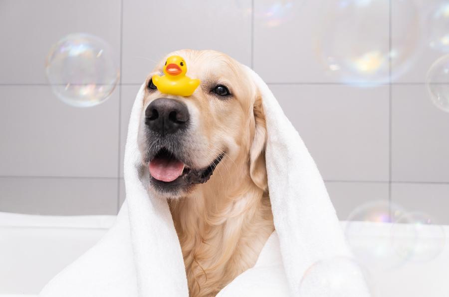 I wash my dog