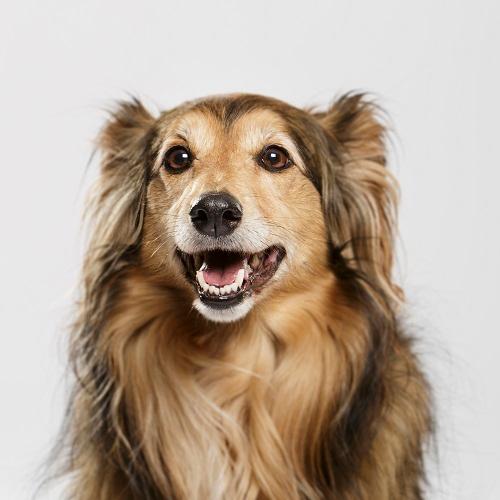 Argy Pet Shop