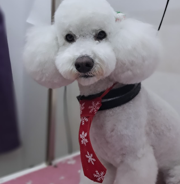 ΚΟΜΜΩΤΗΡΙΑ ΖΩΩΝ ΑΛΙΜΟΣ, ΚΟΜΜΩΤΗΡΙΑ ΣΚΥΛΩΝ ΑΛΙΜΟΣ, PET GROOMING: Puppy Cute, Κομμωτήριο μικρών ζώων, Κομμωτήριο σκύλων, dog grooming, dog groomer Άλιμος