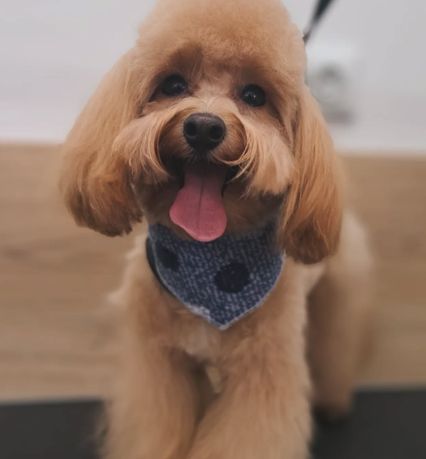 Κομμωτήριο Ζώων Άλιμος, Κομμωτήρια Ζώων Άλιμος, Κομμωτήριο σκυλων Άλιμος, Κομμωτήρια σκυλων Άλιμος, pet grooming αλιμος, dog grooming αλιμος, pet groomer αλιμος, pet grooming αλιμος