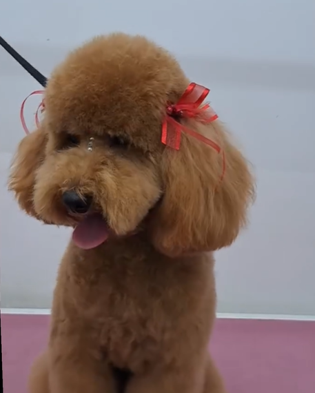 ΚΟΜΜΩΤΗΡΙA ΣΚΥΛΩΝ ΑΛΙΜΟΣ: Το κομμωτήριο ζώων Puppy Cute  εξυπηρετεί τον Άλιμο με pet grooming.