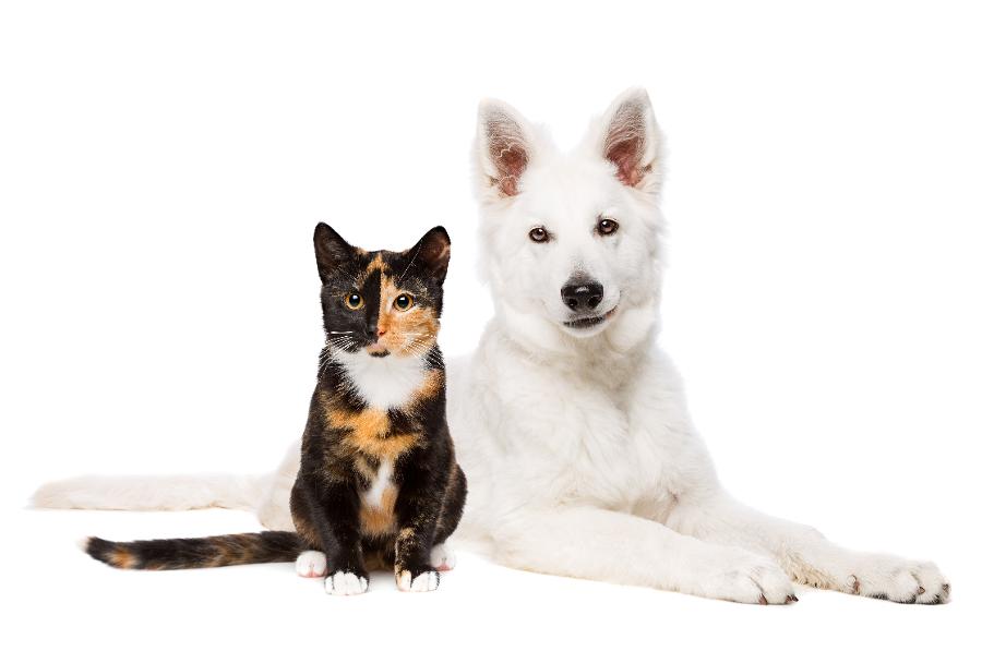 Pet Lovers Shop
