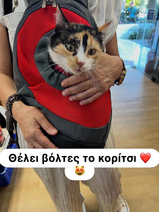 Κομμωτήριο σκύλων Χαλάνδρι, Grooming Χαλάνδρι, Ψυχικό, Delivery διανομή κατ' οίκον, Μπάνιο σκύλου προσφορά, Κούρεμα σκύλου Χαλάνδρι