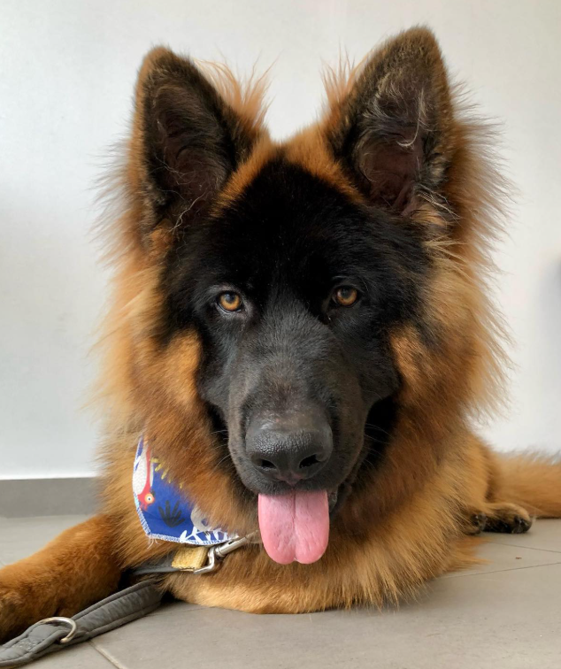 Σπιτάκι σκύλου Νέα Μάκρη, Αξεσουάρ σκύλου Νέα Μάκρη, Τροφή για σκύλου Νέα Μάκρη