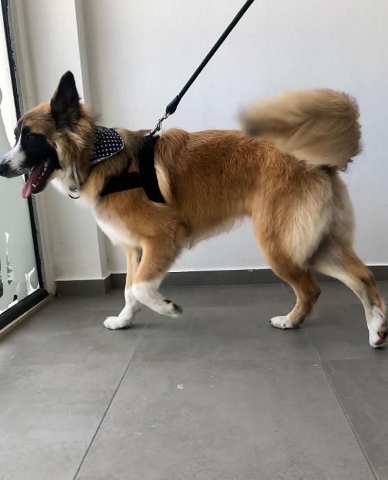 Σπιτάκια για σκύλους Νέα Μάκρη, Pet Shop Νέα Μάκρη, Περιλαίμια, Οδηγοί σκύλων, Σαμαράκια σκύλων Unicord, Max & molly