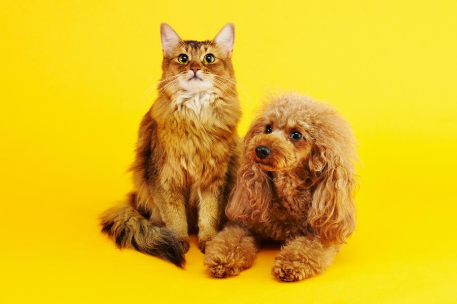 Athens Happy Tails