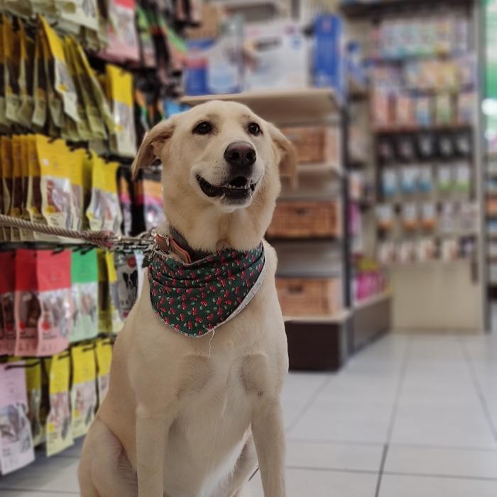 Pet Mall, Pet Shop Πεύκη, Τροφές Μικρών Ζώων, Αξεσουάρ Ζώων, Ζωοτροφές, Pet Shop παράδοση κατ'οίκον, Εξοπλισμός ενυδρείου, Κλουβιά για πουλιά, Delivery Pet Shop, Κτηνιατρικά Φάρμακα, Ενυδρεία