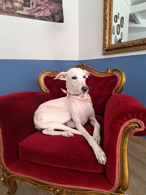 Willy the groomer, Pet Grooming Ζωγράφου, Κομμωτήρια Σκύλων, Dog Groomer Γουδί