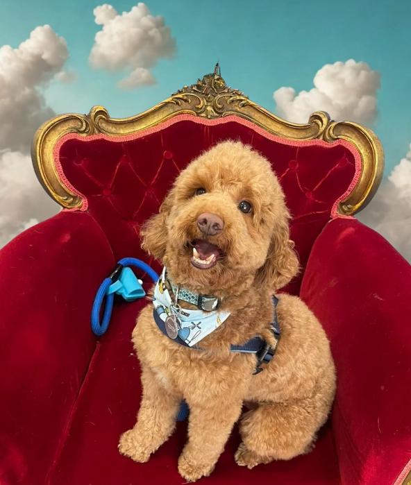 ΚΟΜΜΩΤΗΡΙΑ ΣΚΥΛΩΝ ΖΩΓΡΑΦΟΥ, PET GROOMING: Willy the groomer, Pet Groomer, Κομμωτήριο Σκύλων Ζωγράφου