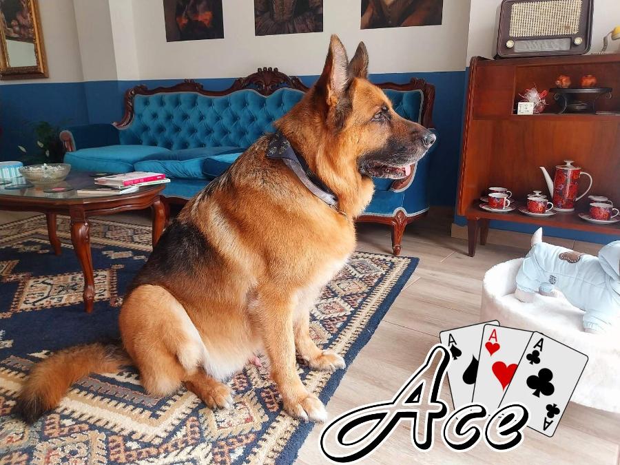 PET GROOMING ΖΩΓΡΑΦΟΥ: Το κομμωτήριο σκύλων Willy the groomer στου Ζωγράφου, Γουδί αναλαμβάνει μπάνιο σκύλου γάτας κτλ.
