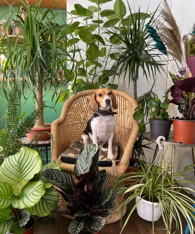 PLANTS BE
