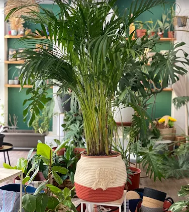 ΑΝΘΩΠΩΛΕΙΑ ΒΟΛΟΣ: Plants Be, Ανθοπωλείο Βόλος