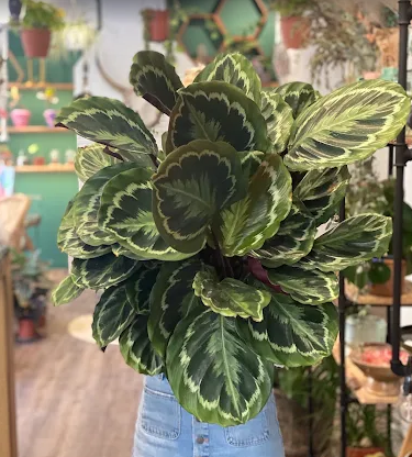 ΑΠΟΣΤΟΛΗ ΛΟΥΛΟΥΔΙΩΝ ΒΟΛΟΣ: Το ανθοπωλείο Plants Be εξυπηρετεί με στολισμό γάμου, βάπτισης, εκδηλώσεων τον Βόλο και όλες τις γύρω περιοχές.